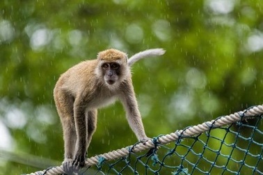 Khỉ hoang “bắt cóc” trẻ sơ sinh rồi thả xuống giếng