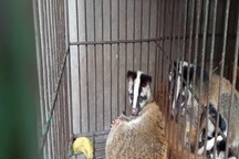 Giải cứu 12 động vật hoang dã từ một nhà hàng