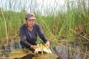 Cà Mau đề xuất dự án phát triển sinh kế bền vững gần 1.000 tỷ đồng