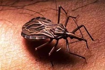 Bệnh mới nguy hiểm như AIDS 