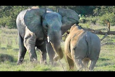 Voi đụng độ tê giác trong công viên Kruger