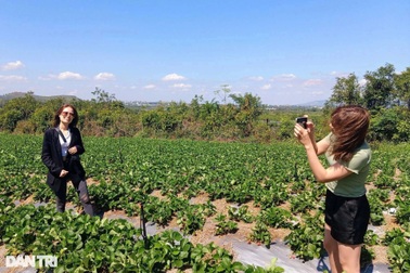 Liều nhổ chanh dây trồng dâu tây, nhà vườn bất ngờ nườm nượp khách