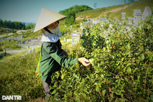 Lên núi gom "thần dược", nhặt tiền với loại quả dại một thời không ai thiết