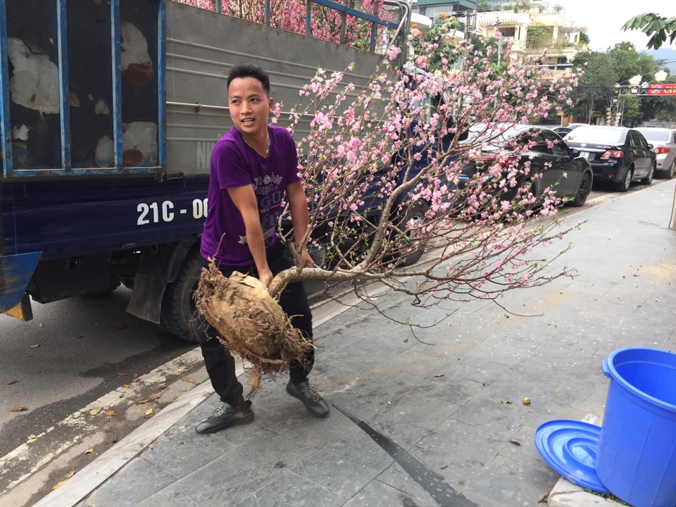Dịch vụ nhận trồng, chăm sóc đào cảnh sau Tết hút khách - 5
