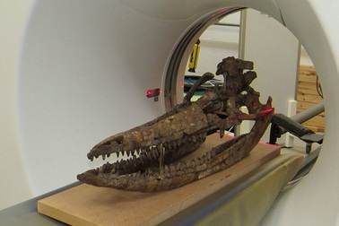 Hộp sọ “quái vật biển” tiết lộ bí mật sau hơn 60 năm được phát hiện