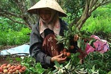 Lao động khu vực nhà nước thu nhập bình quân 2,3 triệu đồng/tháng  