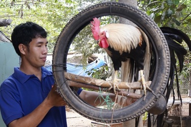 Cử nhân bỏ việc ở phố về quê nuôi chim trĩ, thành công ngoài mong đợi