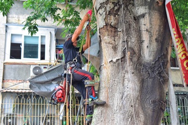 Cây gòn hơn 30 năm tuổi nghiêng sát nhà dân ở TPHCM đã được đốn hạ