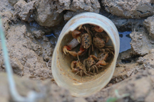 Độc chiêu săn loài nhiều chân chạy nhanh như gió