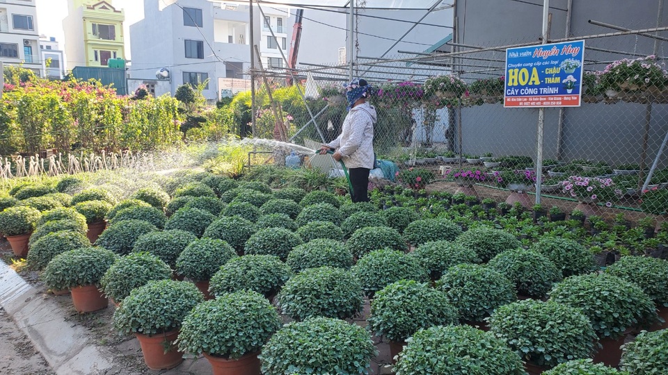 Thủ phủ hoa tất bật vào vụ dịp Tết Nguyên đán - 1 Thủ phủ hoa tất bật vào vụ dịp Tết Nguyên đán - 1