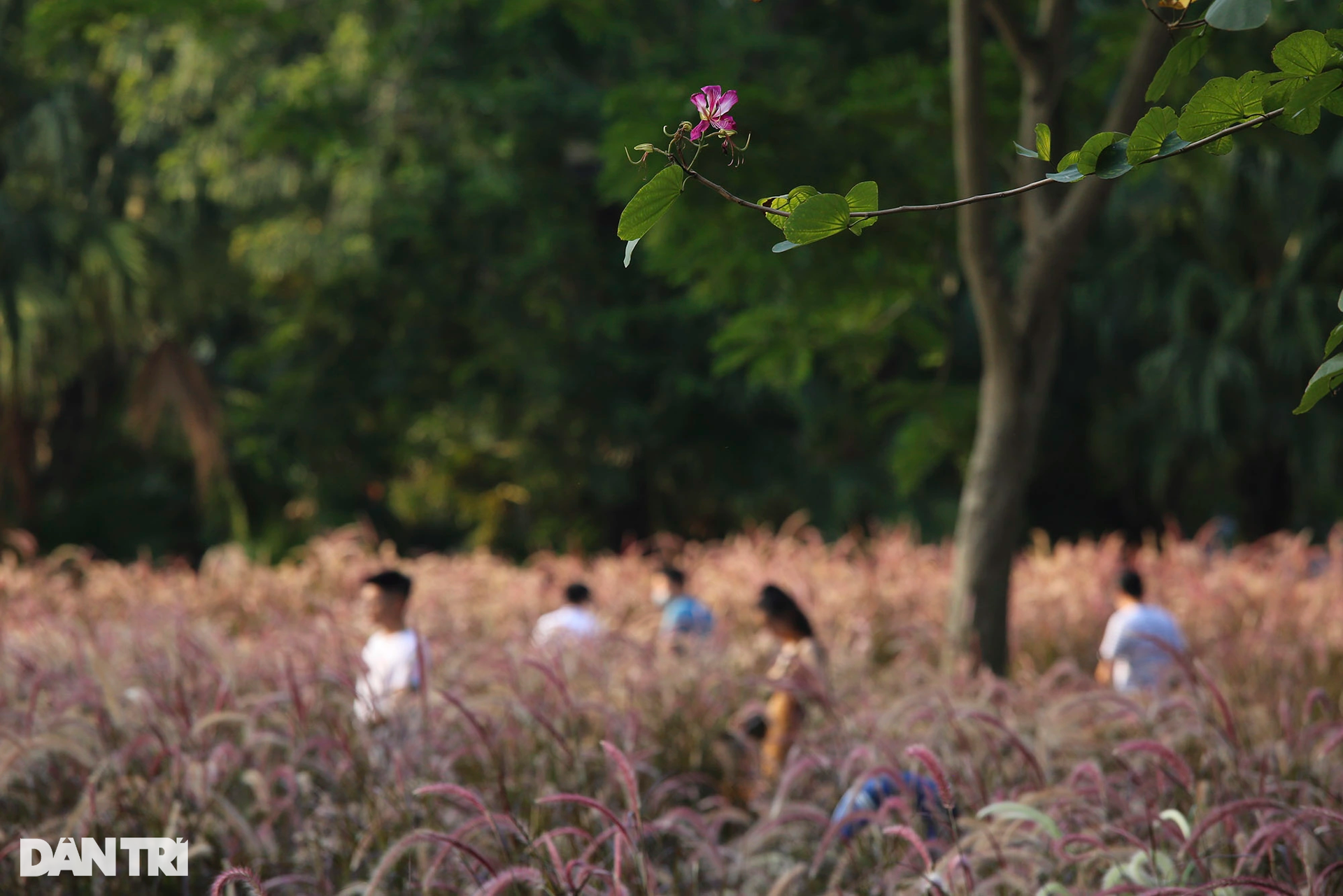 Hồ Gươm ở Hà Nội đẹp rực rỡ trong mùa hoa tháng 5 - 7 Hồ Gươm ở Hà Nội đẹp rực rỡ trong mùa hoa tháng 5 - 7