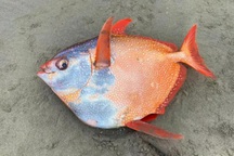 Loài cá gây chấn động khoa học dạt vào bờ biển