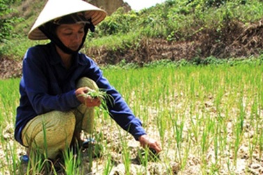 Đà Nẵng sẽ đưa vụ đòi nước thủy điện ra Quốc hội