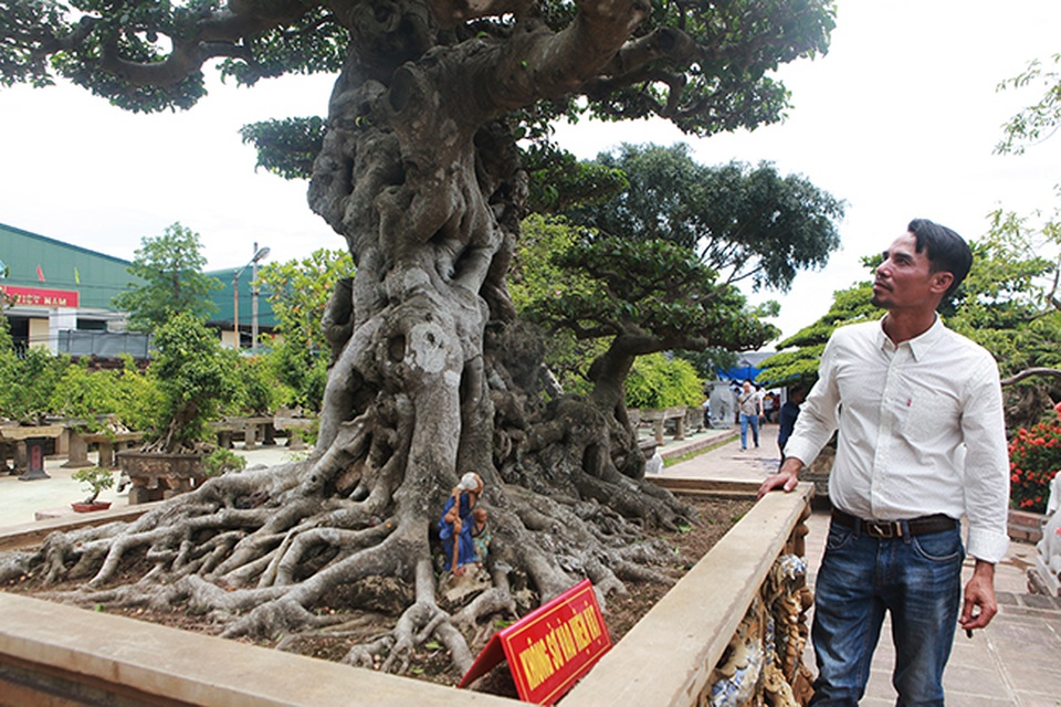 Đại gia Hà Nội làm dậy sóng” làng cây cảnh khi chi 24 tỷ đồng mua 2 cây sanh - 12 Đại gia Hà Nội làm dậy sóng” làng cây cảnh khi chi 24 tỷ đồng mua 2 cây sanh - 12