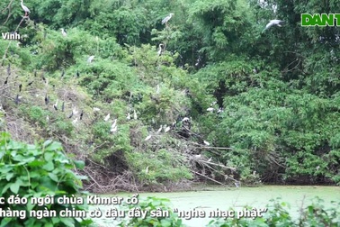 Ngôi chùa cổ đổi tên vì có hàng ngàn con chim tập trung "nghe nhạc phật"