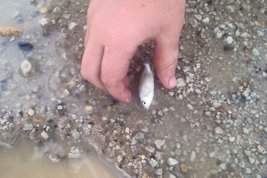 “Trận mưa cá” kỳ lạ khiến người dân sửng sốt