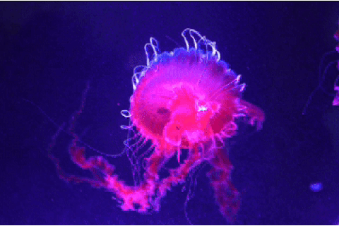 Hơn 1.000 chú sứa phát sáng tạo nên "dải ngân hà" giữa lòng TPHCM