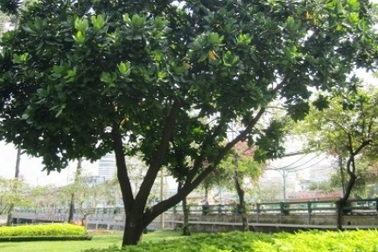 TPHCM: Những loại cây cấm trồng trên đường phố