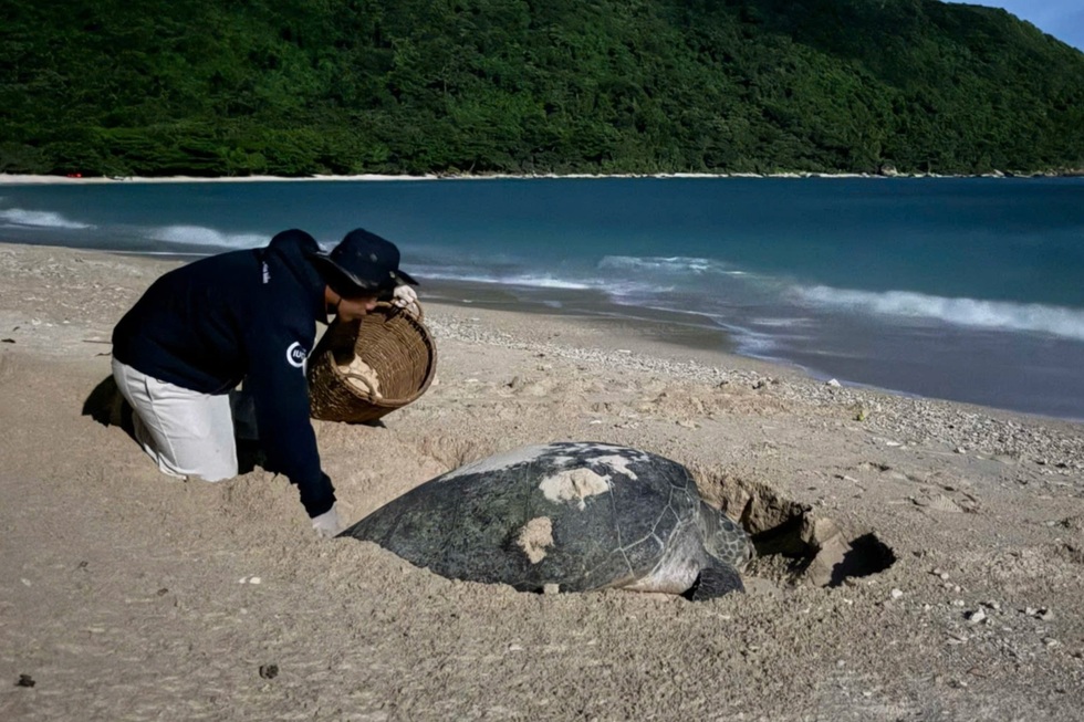 Chàng trai Tây Ninh và hành trình đỡ đẻ cho rùa mẹ giữa đêm ở Côn Đảo - 5 Chàng trai Tây Ninh và hành trình đỡ đẻ cho rùa mẹ giữa đêm ở Côn Đảo - 5