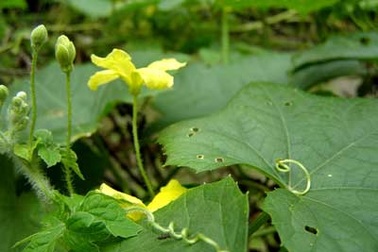 Ẩm thực từ... hoa