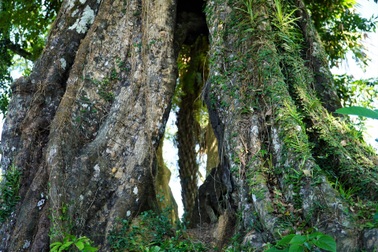 Cận cảnh cây thị 700 năm tuổi được công nhận là Cây Di sản Việt Nam