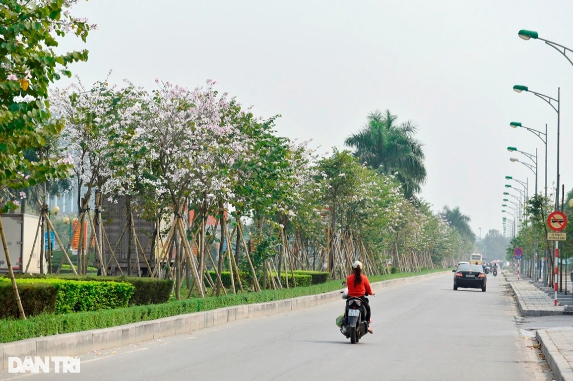 Hoa ban Tây Bắc khoe sắc nơi cửa ngõ thành phố xứ Thanh - 6 Hoa ban Tây Bắc khoe sắc nơi cửa ngõ thành phố xứ Thanh - 6