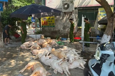 Một tấn lợn xuất huyết chuẩn bị lên lò quay: Giật mình "bẫy độc" nóng, giòn