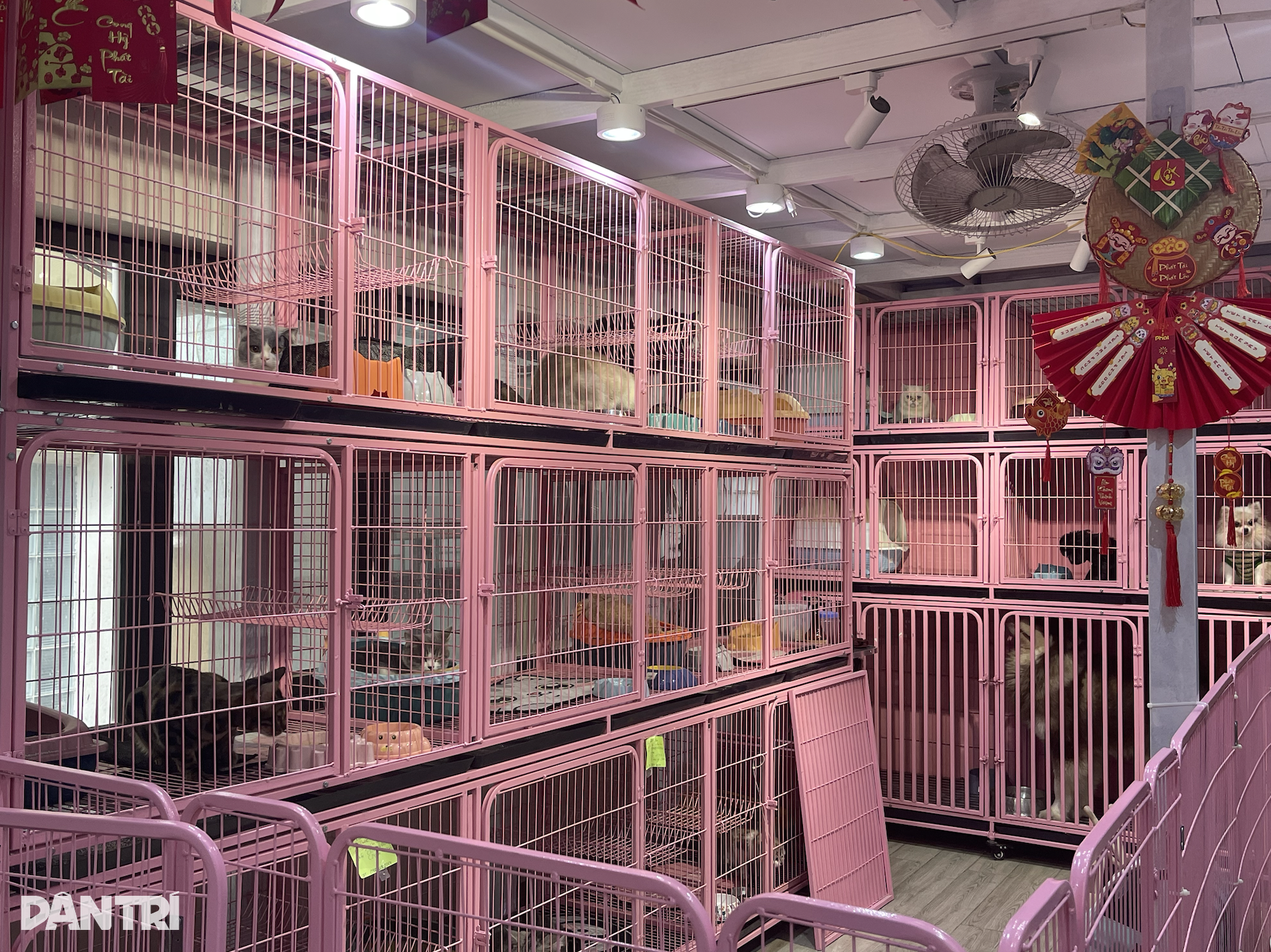 500,000 VND فی دن، کتوں اور بلیوں کو ہوٹلوں میں لے جانے کی سروس اب بھی فروخت ہے - 1 500.000 đồng/ngày, dịch vụ cho chó mèo đi khách sạn vẫn cháy hàng - 1