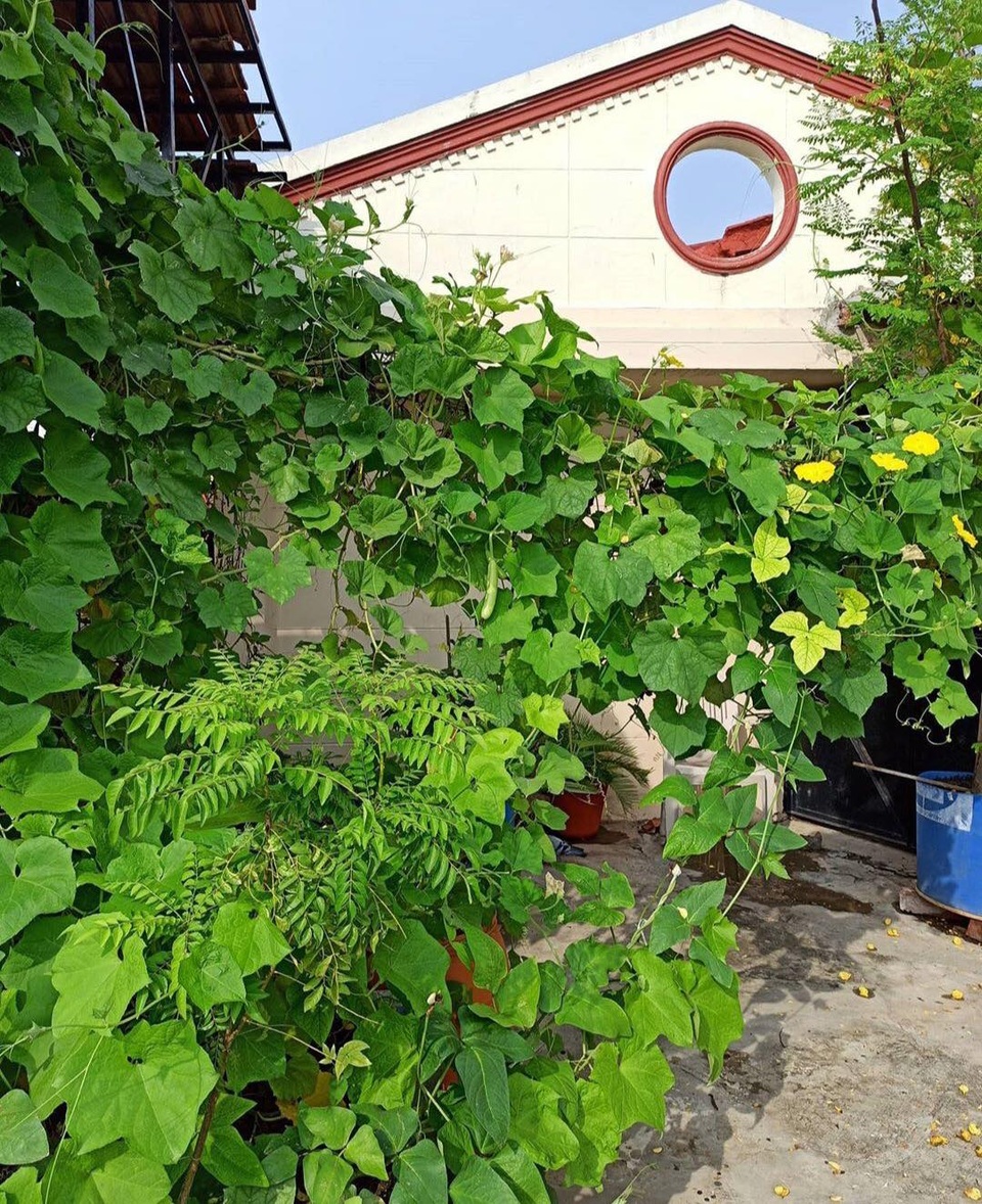 Mát mắt với khu vườn 240m2 trên sân thượng tầng 7 xanh tốt như nông trại - 8