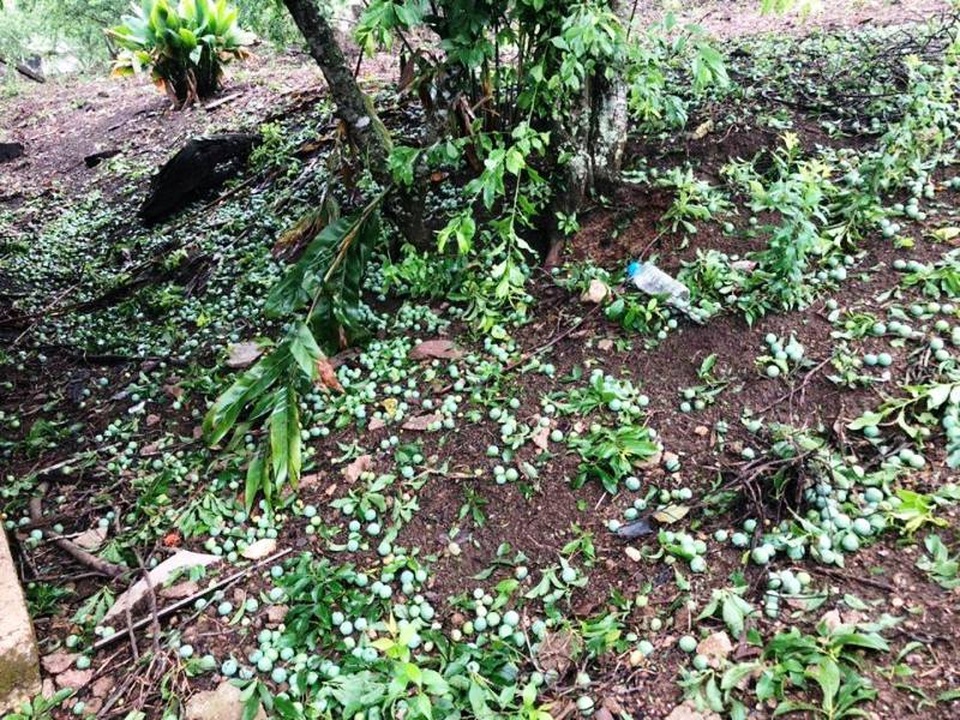 Mưa đá kèm giông lốc gây thiệt hại nhà cửa, hoa màu - 2 Mưa đá kèm giông lốc gây thiệt hại nhà cửa, hoa màu - 2