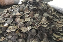 Hàng trăm bao vảy tê tê trị giá hơn 60 tỷ đồng bị bắt giữ ở cảng Cát Lái