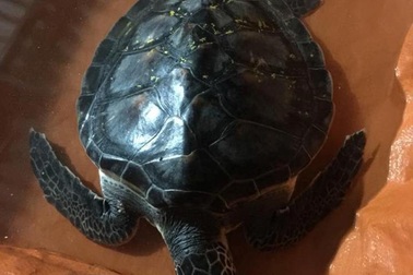 Vận động người dân thả rùa biển quý hiếm về biển