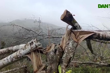 Cận cảnh những khoảnh rừng bị hạ trắng tại huyện Kon Plông