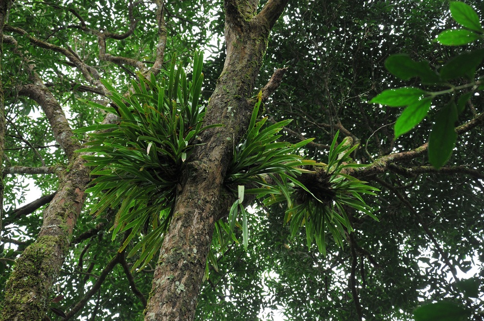Ngắm khu dự trữ sinh quyển thế giới ở Việt Nam mới được UNESCO công nhận - 7 Ngắm khu dự trữ sinh quyển thế giới ở Việt Nam mới được UNESCO công nhận - 7