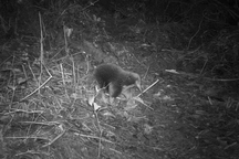 Loài động vật tưởng đã tuyệt chủng bất ngờ được tìm thấy