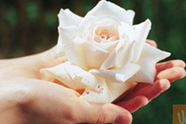 Chữa mất ngủ bằng hoa