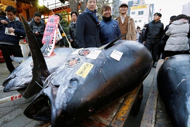 Một nhà hàng Nhật chi gần 7,4 tỷ đồng để mua 1 con cá ngừ