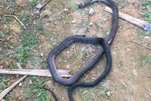 Cố bắt con rắn cực độc, người đàn ông bị cắn chết