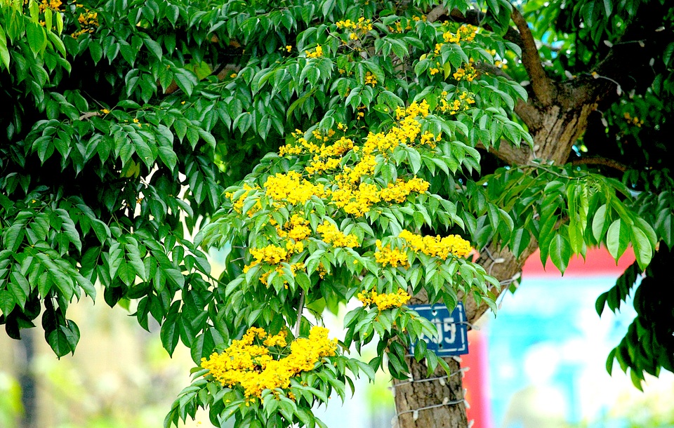 Mùa hoa Giáng Hương rực rỡ thành Vinh - 13 Mùa hoa Giáng Hương rực rỡ thành Vinh - 13