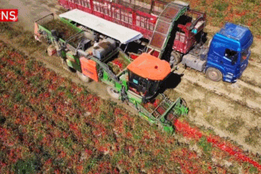 Cỗ máy biết phân biệt màu sắc, thu hoạch hết hơn 6ha cà chua/ngày