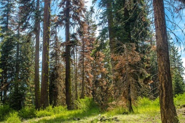 Một số thực vật khiến hạn hán trở nên trầm trọng