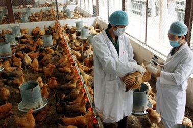 Phát hiện chủng cúm chết người biến đổi độc lực, tăng tốc độ lây truyền đến 1000 lần