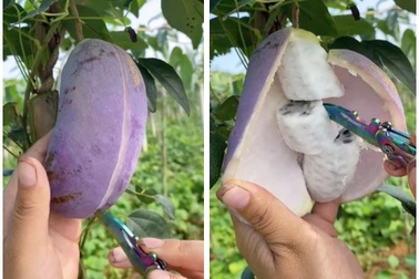 Kỳ lạ thứ trái cây giống xoài nhưng màu tím, còn bên trong như quả chuối