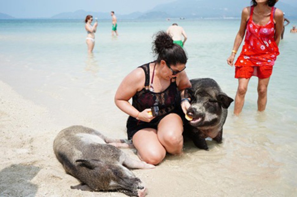 Lợn rừng “minh tinh”: Điểm nhấn trên bãi biển Koh Samui - 4 Lợn rừng “minh tinh”: Điểm nhấn trên bãi biển Koh Samui - 4