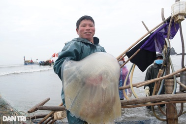 Vào vụ, ngư dân kiếm tiền triệu mỗi ngày từ sứa biển