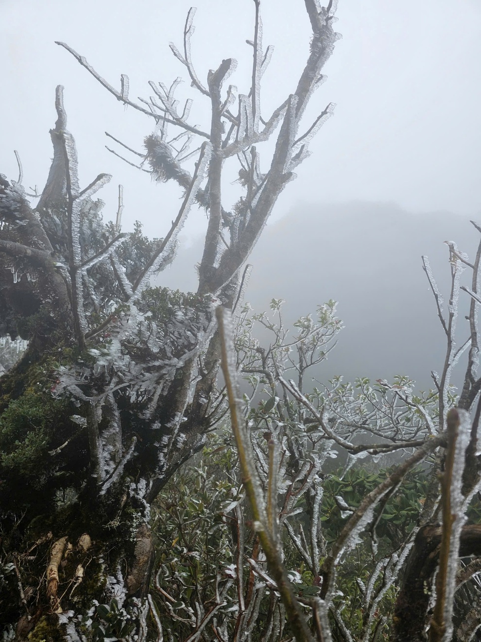 Khách sửng sốt thấy băng giá trắng xóa phủ đỉnh Tà Xùa, nhiệt độ chỉ 0 độ C - 2 Khách sửng sốt thấy băng giá trắng xóa phủ đỉnh Tà Xùa, nhiệt độ chỉ 0 độ C - 2