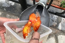 Hà Nội: Cá chép "đi cầu trượt" lên chầu Trời