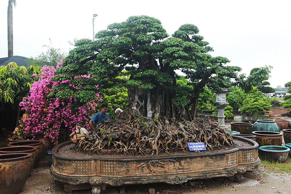 Chiêm ngưỡng sanh cổ triệu đô đang xin thủ tục trở thành bảo vật quốc gia - 12 Chiêm ngưỡng sanh cổ triệu đô đang xin thủ tục trở thành bảo vật quốc gia - 12