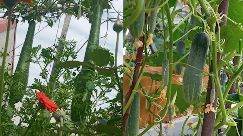 Quả trĩu cành, hoa bốn mùa trên sân thượng của người phụ nữ tại Hải Phòng - 8 Quả trĩu cành, hoa bốn mùa trên sân thượng của người phụ nữ tại Hải Phòng - 8