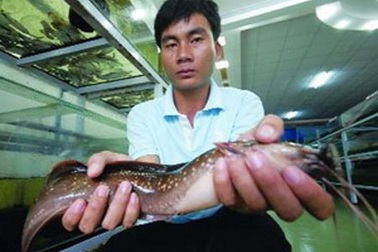 Việt Nam: Phát hiện cá “biết đi”, ếch “biết hót”